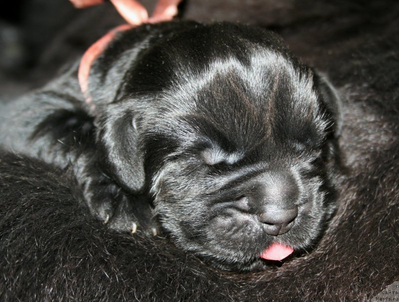 Фото: ньюфаундленд Chernaya Mafia Shengen Visa (Черная Мафия Шенген Виза)