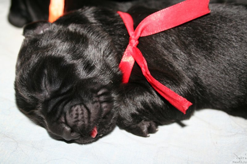 Фото: ньюфаундленд Chernaya Mafia Short and Sweet (Черная Мафия Шорт анд Свеет)