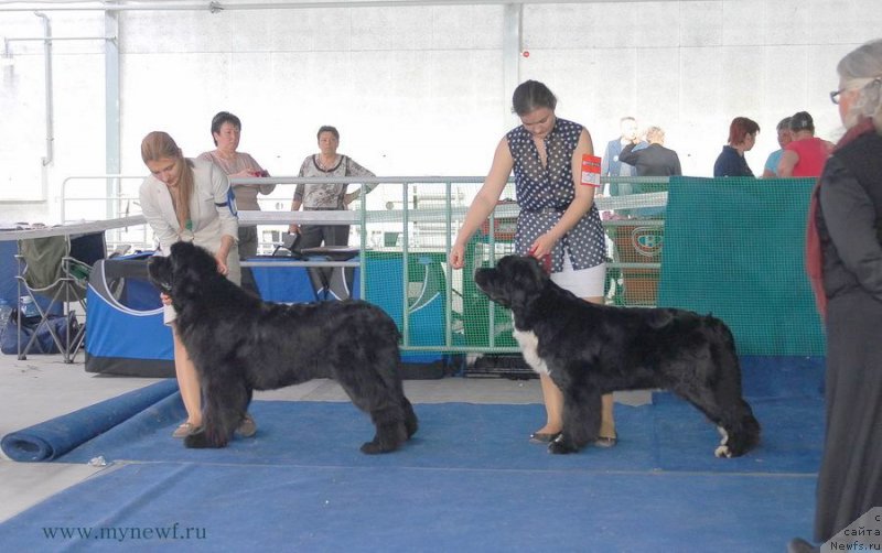 Фото: ньюфаундленд Ikona Stilya (Икона Стиля)