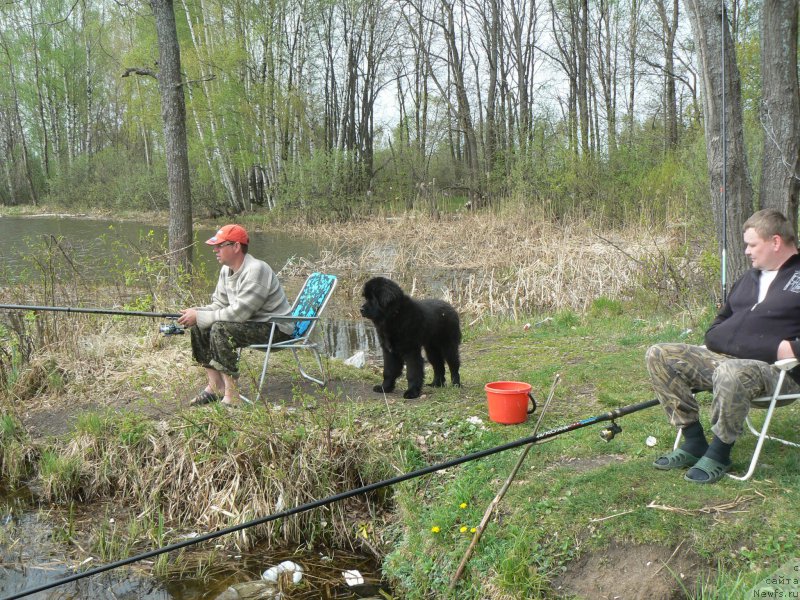 Фото: ньюфаундленд Smigar Ukrotitel'nica Tigrov (Смигар Укротительница Тигров), Mihail Pucillo (Михаил Пуцилло)