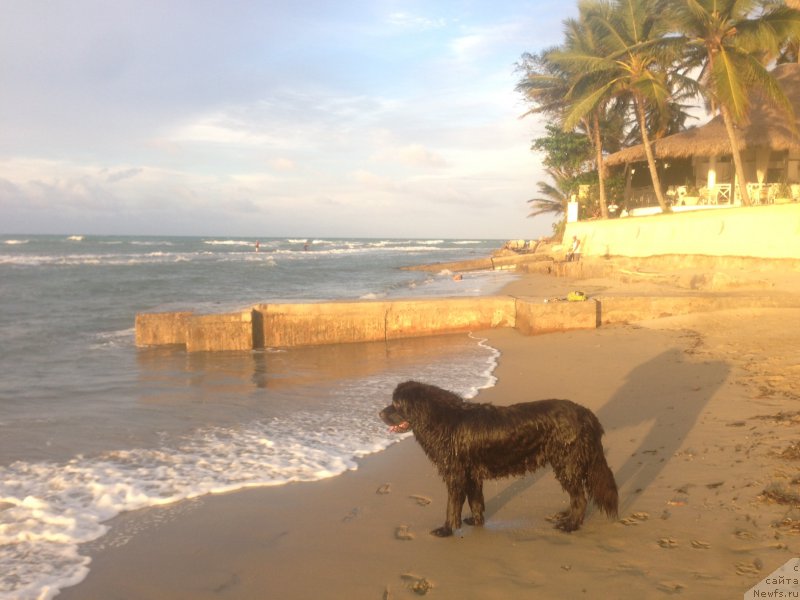 Фото: ньюфаундленд Piternyuf IMXO (Питерньюф ИМХО)