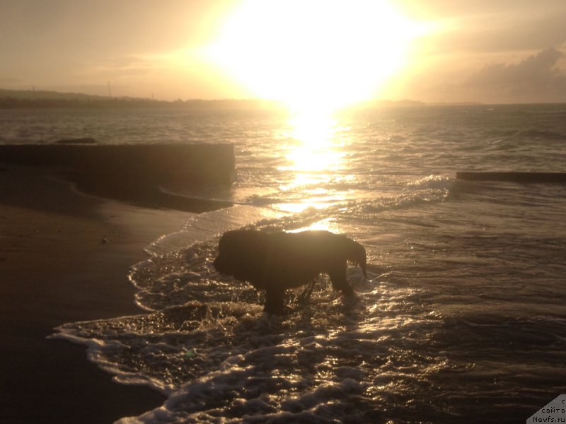 Фото: ньюфаундленд Piternyuf IMXO (Питерньюф ИМХО)