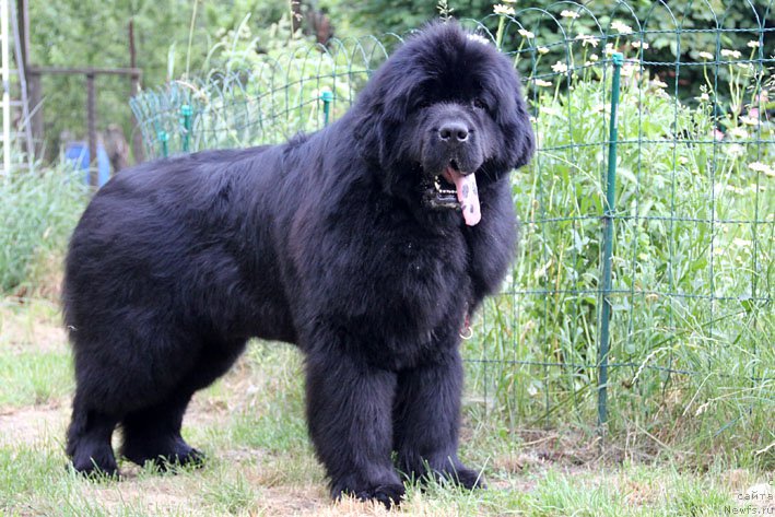 Фото: ньюфаундленд Amber CHarm Eleuteros (Амбер Чарм Елеутерос)