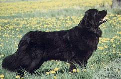 Фото: ньюфаундленд Baskia-Britta v.Trieberg