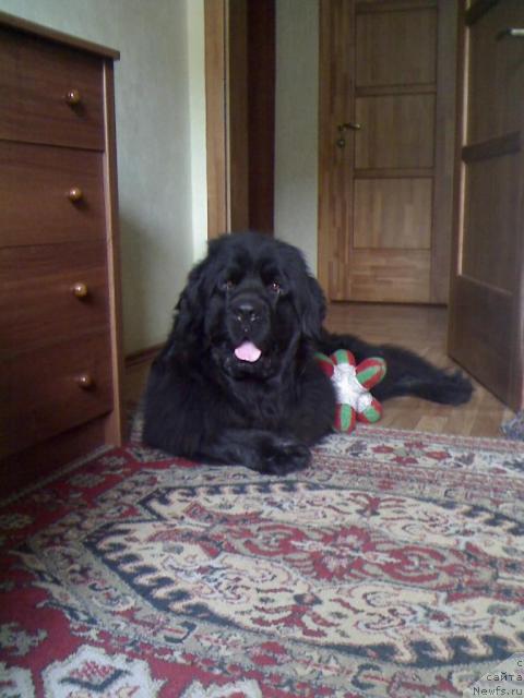 Фото: ньюфаундленд Top Gan (Топ Ган)