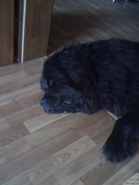 Фото: ньюфаундленд Top Gan (Топ Ган)