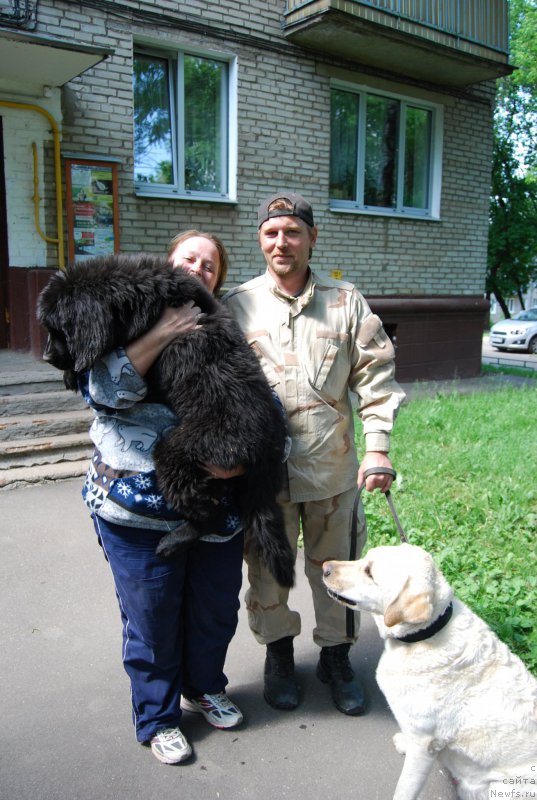 Фото: ньюфаундленд YAlta Kryimskaya Krasavica (Ялта Крымская Красавица)