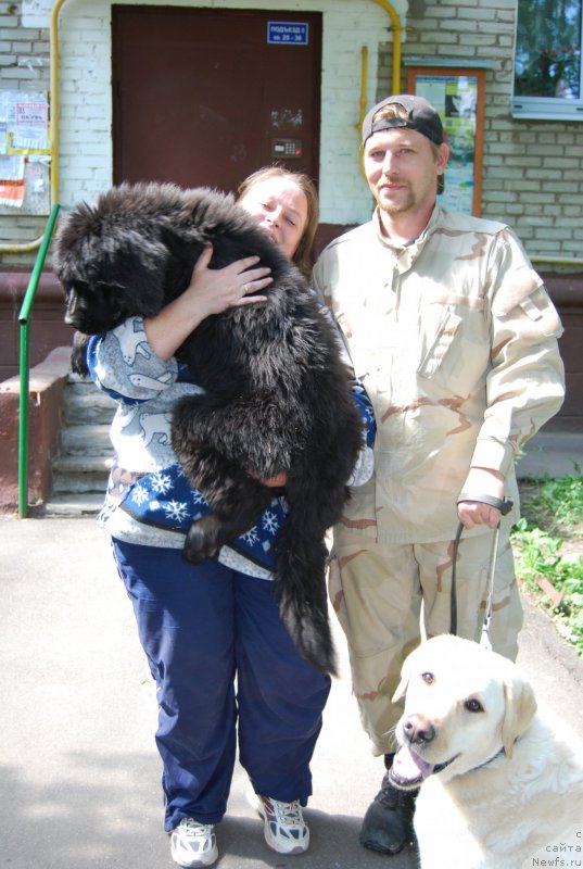 Фото: ньюфаундленд YAlta Kryimskaya Krasavica (Ялта Крымская Красавица)