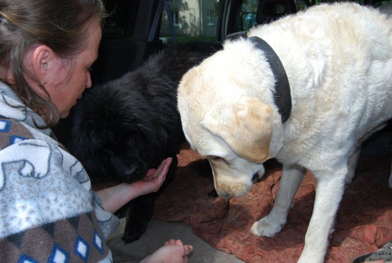 Фото: ньюфаундленд YAlta Kryimskaya Krasavica (Ялта Крымская Красавица)