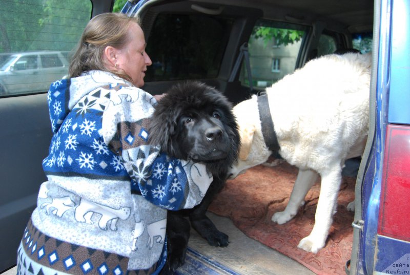 Фото: ньюфаундленд YAlta Kryimskaya Krasavica (Ялта Крымская Красавица)