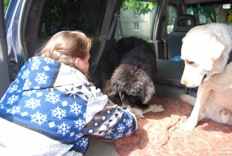 Фото: ньюфаундленд YAlta Kryimskaya Krasavica (Ялта Крымская Красавица)