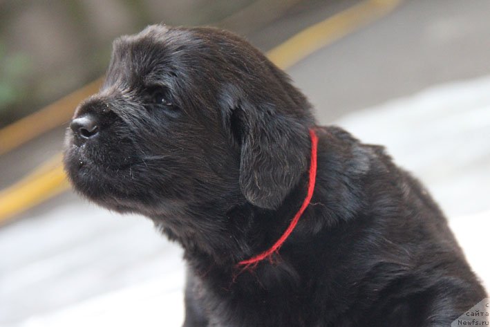 Фото: ньюфаундленд Ya s Berega Dona (Я с Берега Дона)