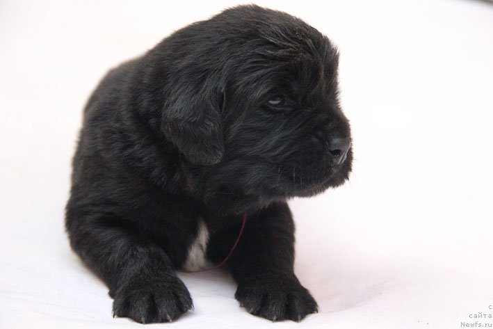 Фото: ньюфаундленд Yahta s Berega Dona (Яхта с Берега Дона)