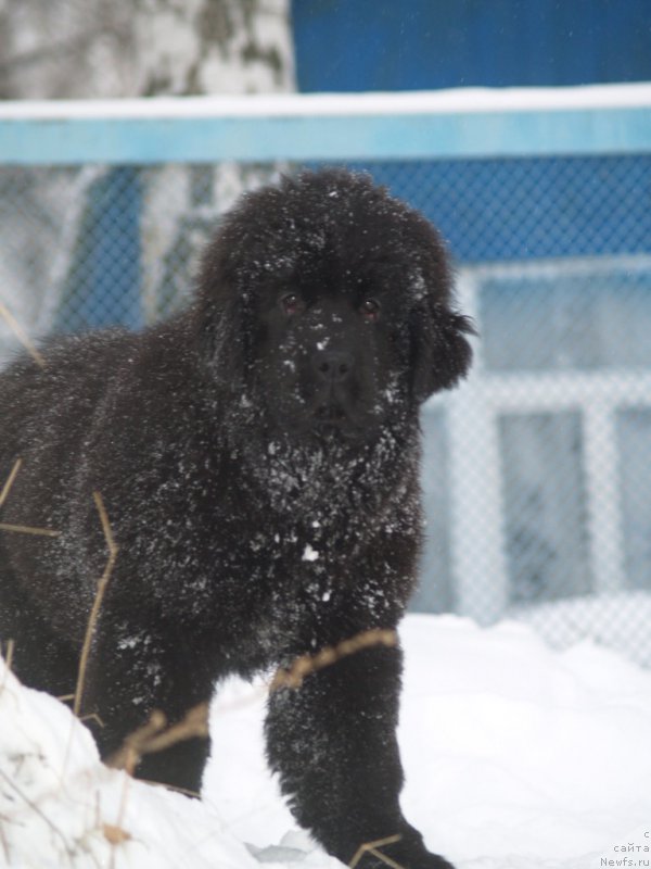 Фото: ньюфаундленд Northern Light  Midnight Bear