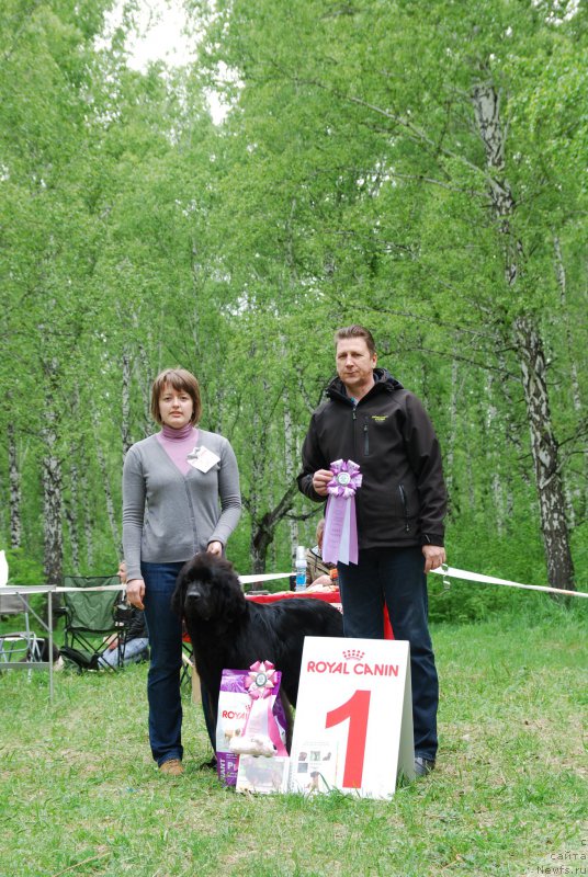 Фото: ньюфаундленд Geneva Moon Bear