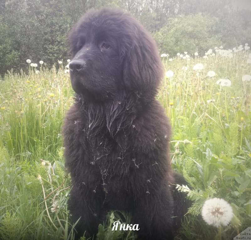 Фото: ньюфаундленд Smigar Talk of Soul (Смигар Ток ов Соул)