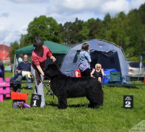 Фото: ньюфаундленд Smigar Gordon Fellow (Смигар Гордон-Феллоу)
