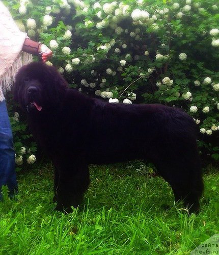 Фото: ньюфаундленд Smigar Legenda Vesny (Смигар Легенда Весны)