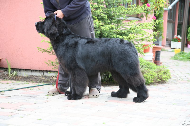 Фото: ньюфаундленд Giorgio Beverly Hilss Moon Bear