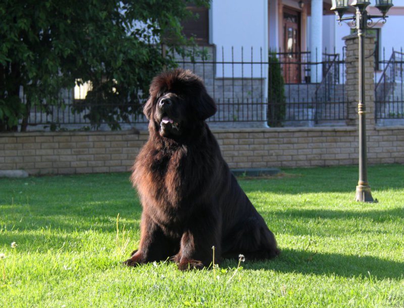 Фото: ньюфаундленд S'Nezhnaya Vjuga Amorone Sartori (С'Нежная Вьюга Амороне Сартори)