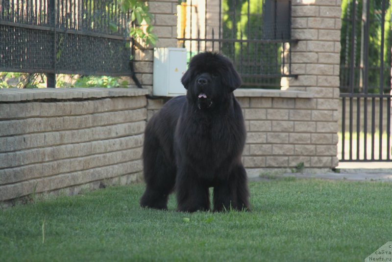 Фото: ньюфаундленд S'Nezhnaya Vjuga Amorone Sartori (С'Нежная Вьюга Амороне Сартори)