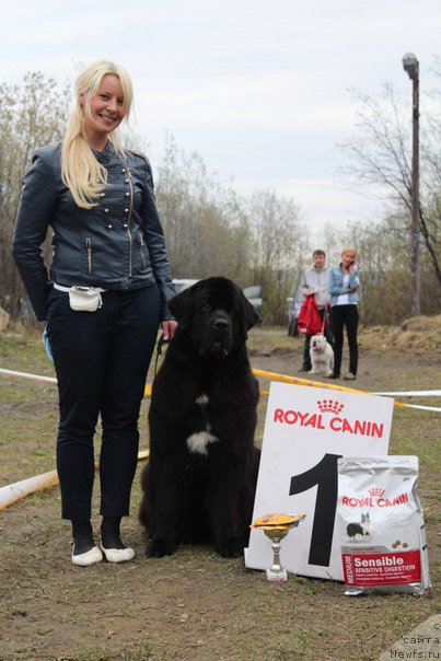 Фото: ньюфаундленд Piternyuf Nota Bene (Питерньюф Нота Бене), Ekaterina Zayceva (Екатерина Зайцева)