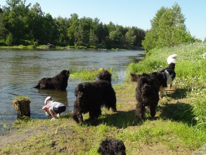 Фото: ньюфаундленд Akin Soul Sofiya (Акин Соул София), ньюфаундленд Andjel Viktorius (Анджел Викториус), ньюфаундленд CHernyiy SHarm Vellington (Черный Шарм Веллингтон), ньюфаундленд Baryishnya (Барышня)