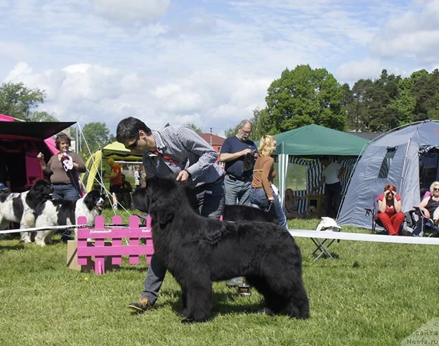 Фото: ньюфаундленд Aquatoriya Kelvin Flash Royal (Акватория Келвин Флэш Ройал), Aleksandr Korotkov (Александр Коротков)