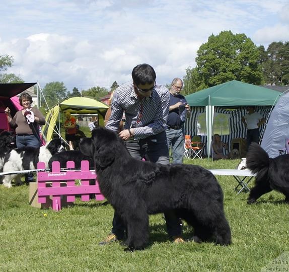 Фото: ньюфаундленд Aquatoriya Kelvin Flash Royal (Акватория Келвин Флэш Ройал), Aleksandr Korotkov (Александр Коротков)
