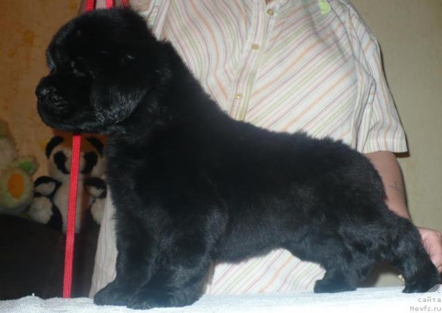 Фото: ньюфаундленд YEnergiya Okeana (Энергия Океана)