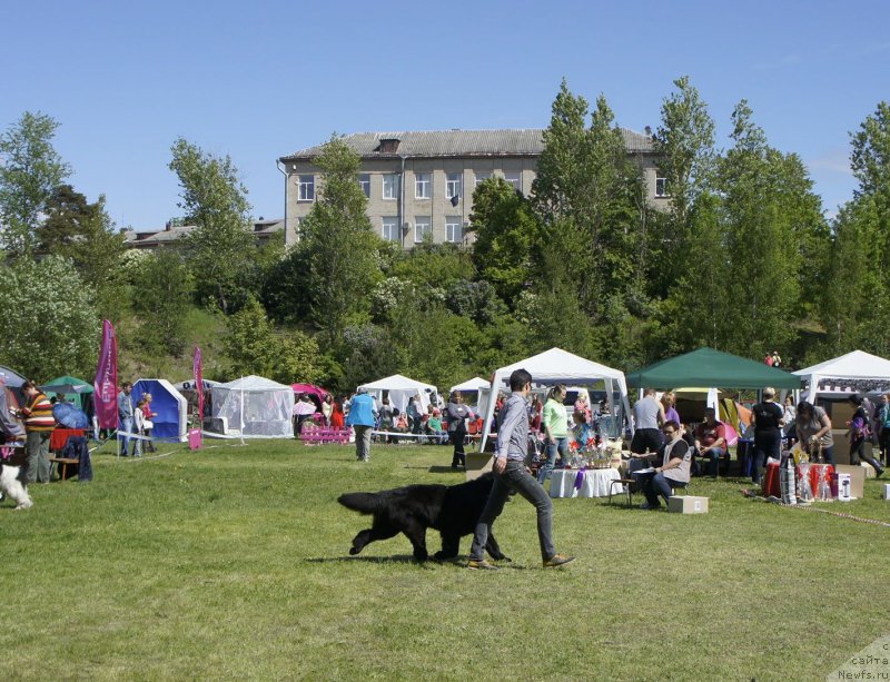 Фото: ньюфаундленд Smigar Galaxsy Shall Win (Смигар Галакси Шелл Вин), Aleksandr Korotkov (Александр Коротков)