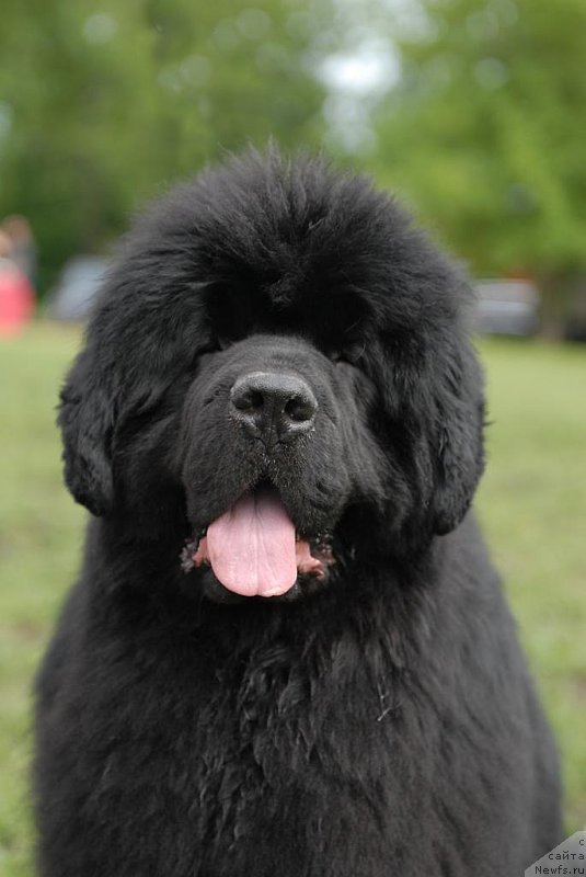 Фото: ньюфаундленд Sent Djons Hummer (Сент Джонс Хаммер)