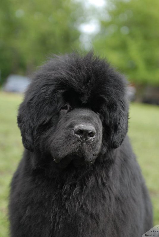 Фото: ньюфаундленд Sent Djons Hummer (Сент Джонс Хаммер)