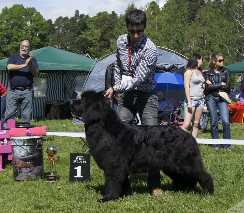 Фото: ньюфаундленд Smigar Galaxsy Shall Win (Смигар Галакси Шелл Вин)