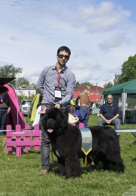 Фото: ньюфаундленд Smigar Love Story (Смигар Лав Стори)