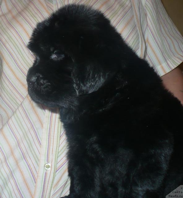 Фото: ньюфаундленд YEnergiya Okeana (Энергия Океана)