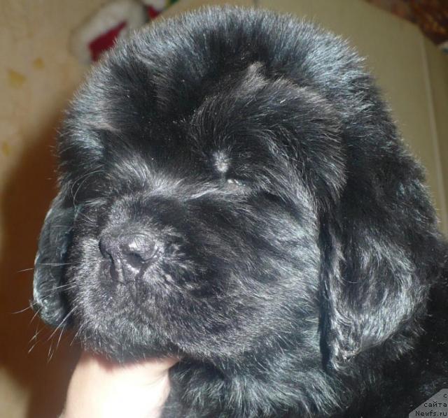 Фото: ньюфаундленд YEnergiya Okeana (Энергия Океана)