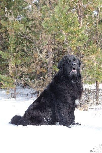 Фото: ньюфаундленд YU Belong Tu Mi (Ю Белонг Ту Ми)