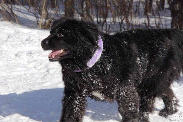 Фото: ньюфаундленд YU Belong Tu Mi (Ю Белонг Ту Ми)
