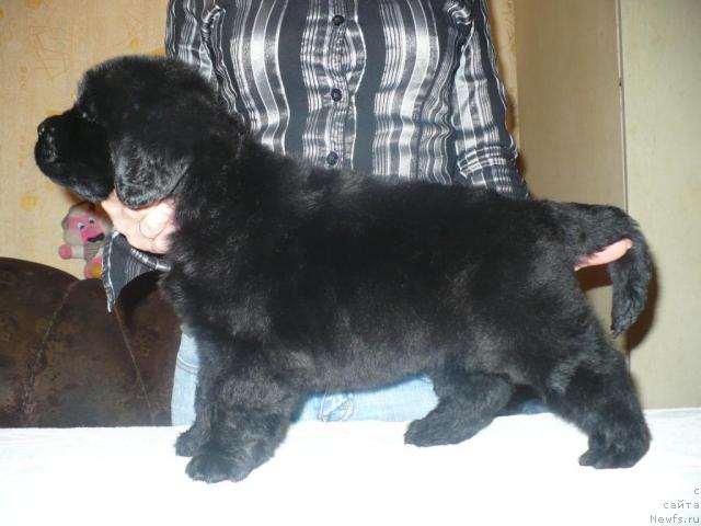 Фото: ньюфаундленд YElegiya Morya (Элегия Моря)