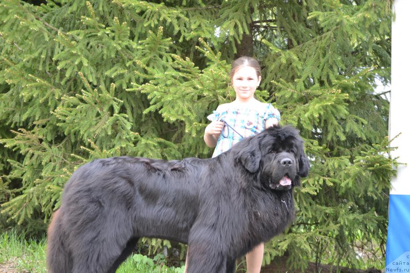 Фото: ньюфаундленд Simbad Pokoritel' Morey (Симбад Покоритель Морей)