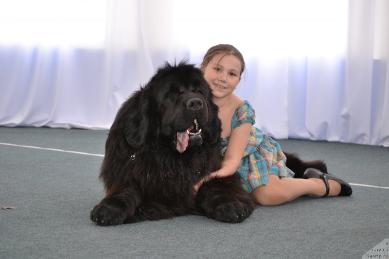 Фото: ньюфаундленд Simbad Pokoritel' Morey (Симбад Покоритель Морей)