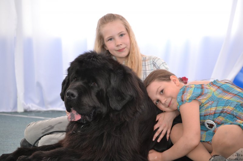 Фото: ньюфаундленд Simbad Pokoritel' Morey (Симбад Покоритель Морей)