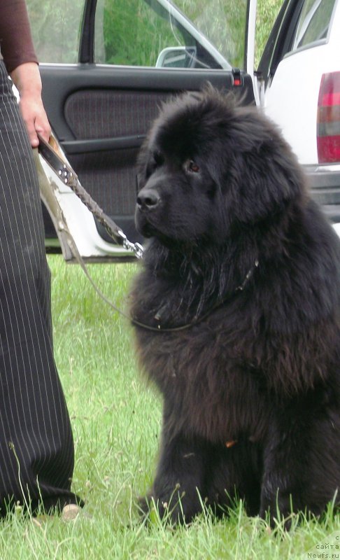 Фото: ньюфаундленд Super Premium Overtaking is Forbidden (Супер Премиум Овертакинг ис Форбидден)