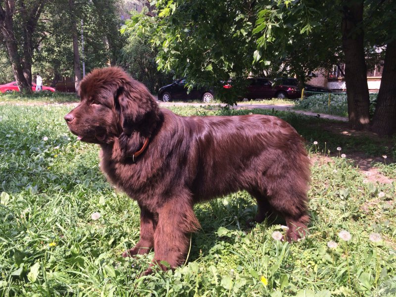 Фото: ньюфаундленд Kiper Soul Perfekt Viktori (Кипер Соул Перфект Виктори)