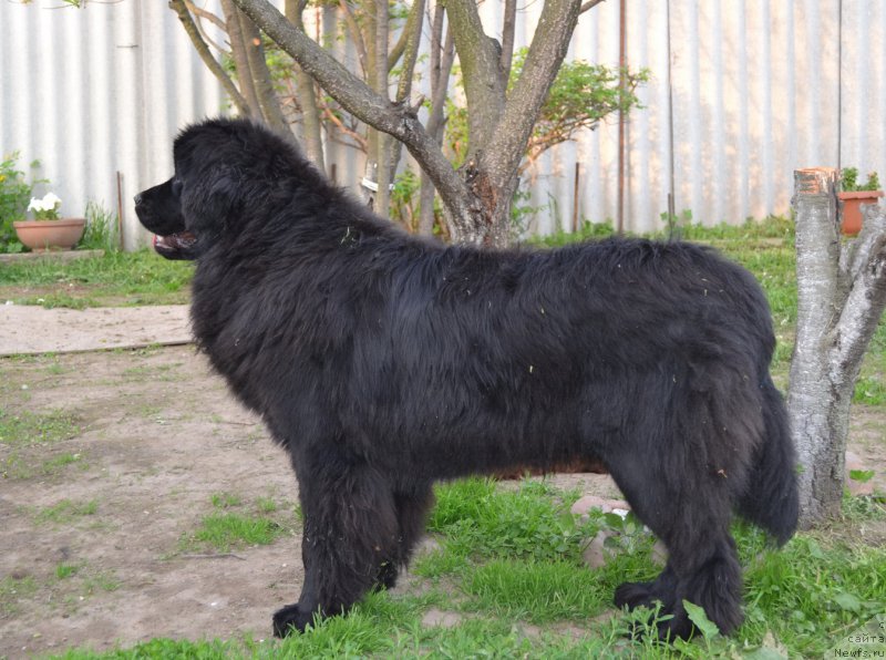 Фото: ньюфаундленд Talisman Morya Mishel' (Талисман Моря Мишель)