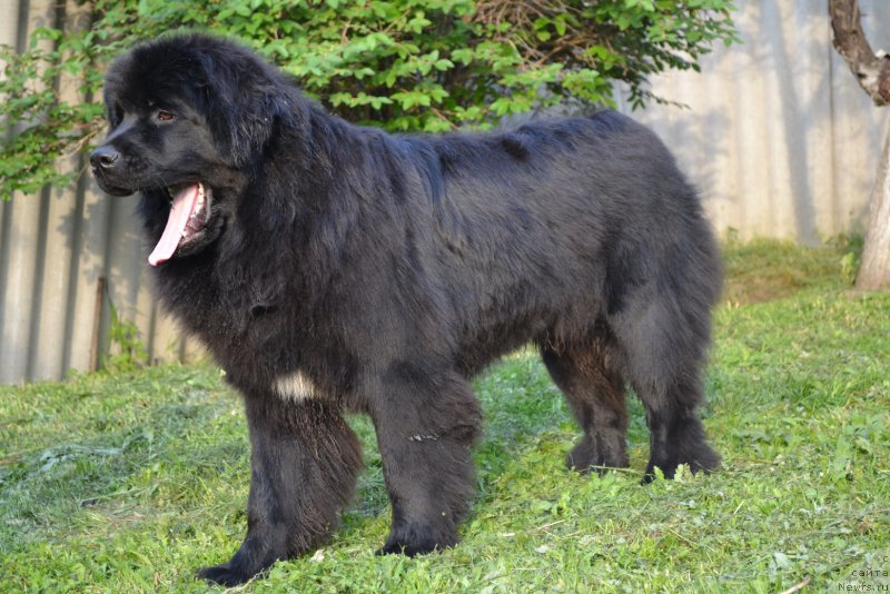 Фото: ньюфаундленд Talisman Morya Mishel' (Талисман Моря Мишель)