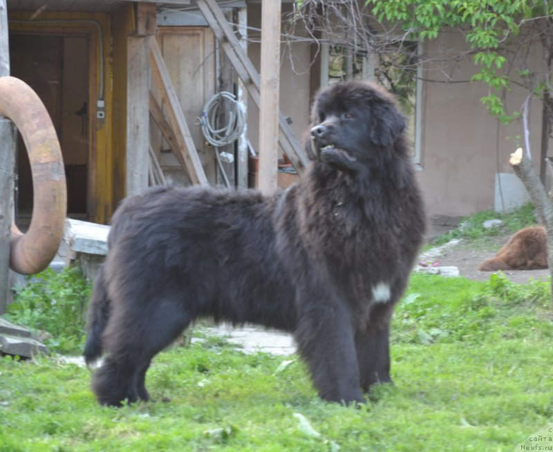 Фото: ньюфаундленд Talisman Morya Mishel' (Талисман Моря Мишель)