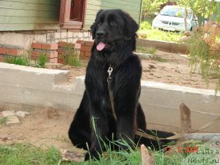 Фото: ньюфаундленд Van Len Taym Varvara Krasa (Ван Лен Тайм Варвара Краса)