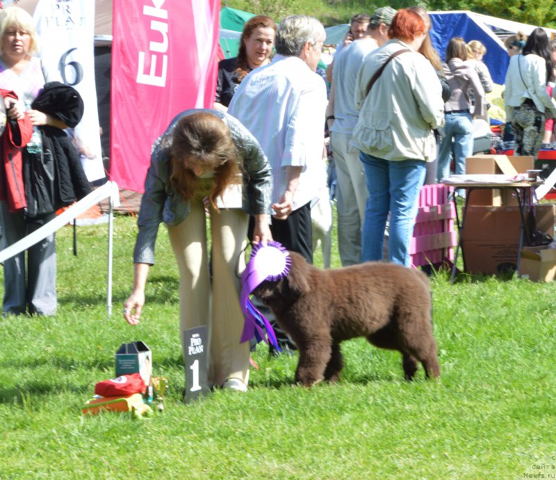 Фото: ньюфаундленд Velyke Malyatko Dnister